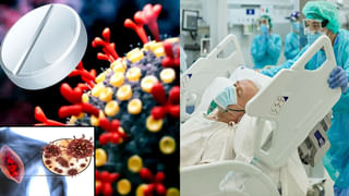 Giant African Snails: ఈ నత్తల నుంచి మనుషులకు వ్యాపించే మరో కొత్త వైరస్‌.. మెదడుపై తీవ్ర ప్రభావం