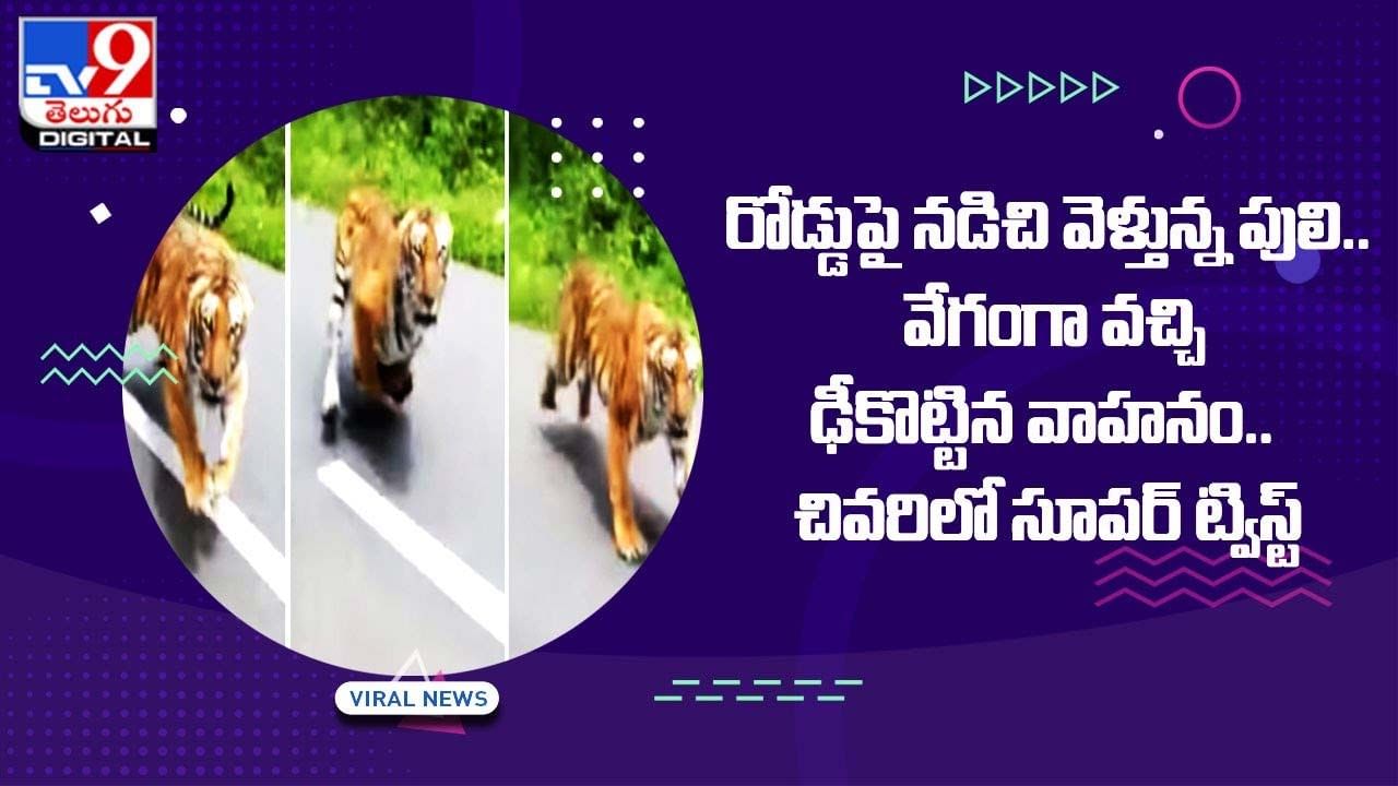 రోడ్డుపై నడిచి వెళ్తున్న పులి.. వేగంగా వచ్చి ఢీకొట్టిన వాహనం.. చివరిలో సూపర్‌ ట్విస్ట్‌