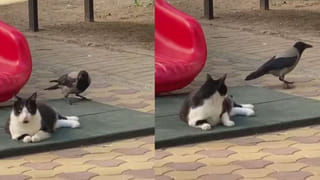 Fish Attack: చేపలు పట్టేందుకు వెళ్లిన మహిళను పొడిచి చంపేసిన సెయిల్ ఫిష్..!