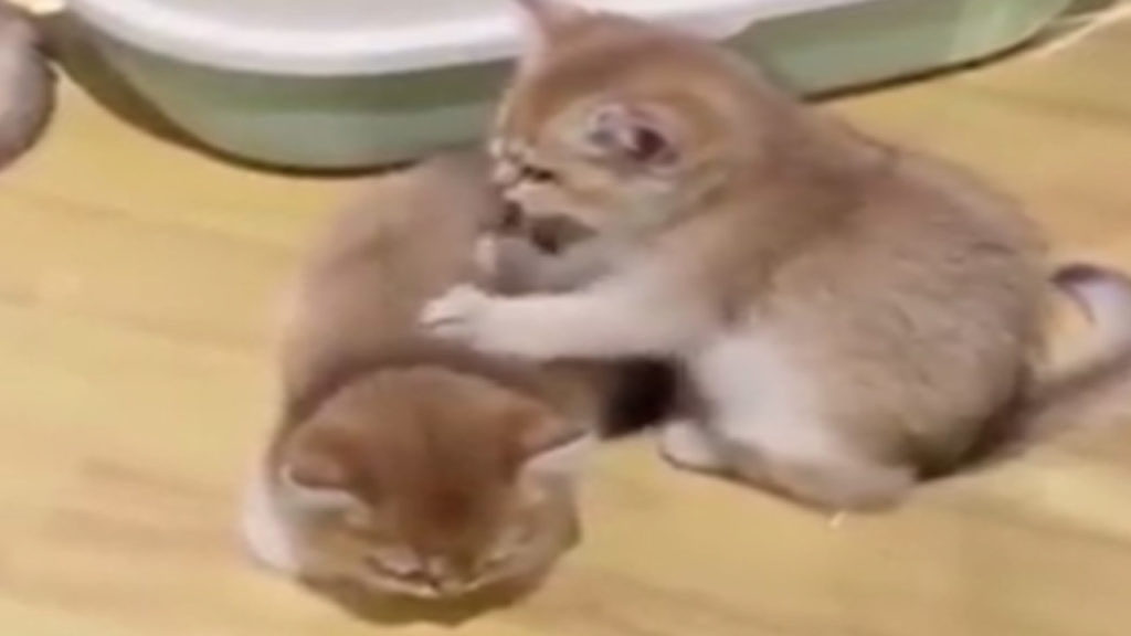 Cat Massage Video Viral
