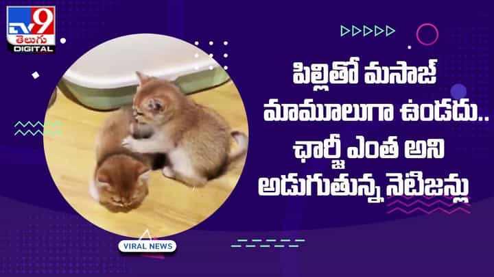 పిల్లితో మసాజ్ మామూలుగా ఉండదు.. ఛార్జీ ఎంత అని అడుగుతున్న నెటిజన్లు పిల్లితో మసాజ్ మామూలుగా ఉండదు.. ఛార్జీ ఎంత అని అడుగుతున్న నెటిజన్లు