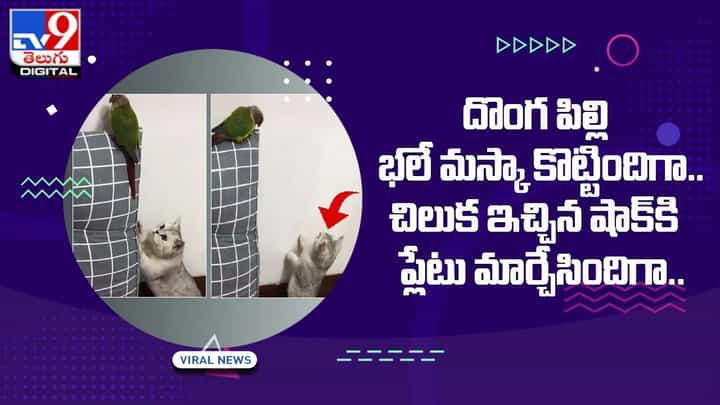 దొంగ పిల్లి భలే మస్కా కొట్టిందిగా… చిలుక కొట్టిన దెబ్బకి గట్టి షాకే తగిలింది దొంగ పిల్లి భలే మస్కా కొట్టిందిగా… చిలుక కొట్టిన దెబ్బకి గట్టి షాకే తగిలింది