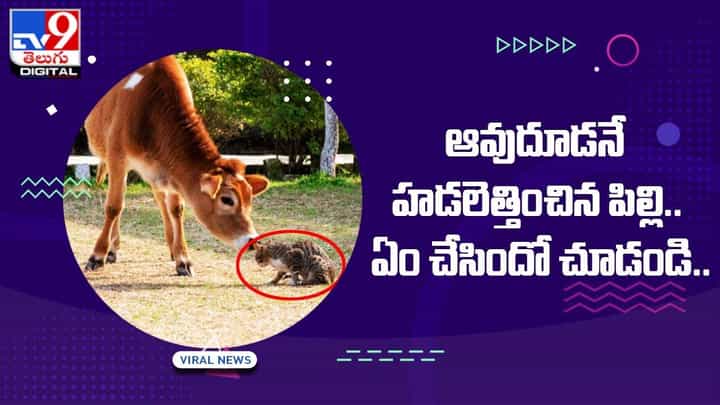 ఆవుదూడనే హడలెత్తించిన పిల్లి.. ఏం చేసిందో చూడండి.. ఆవుదూడనే హడలెత్తించిన పిల్లి.. ఏం చేసిందో చూడండి..