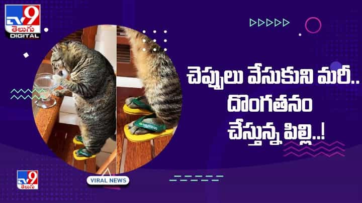 Viral Video: చెప్పులు వేసుకుని మరీ.. దొంగతనం చేస్తున్న పిల్లి Viral Video: చెప్పులు వేసుకుని మరీ.. దొంగతనం చేస్తున్న పిల్లి