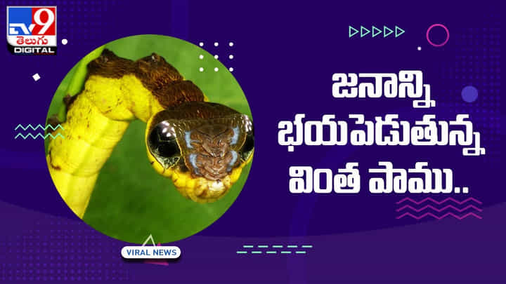 పాములా మారుతున్న గొంగళిపురుగు !! వీడియో చూస్తా షాక్ పాములా మారుతున్న గొంగళిపురుగు !! వీడియో చూస్తా షాక్