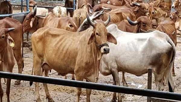 Cattle Urine: రైతులకు గుడ్న్యూస్.. గోమూత్రం కొంటున్న ప్రభుత్వం.. లీటర్ ఖరీదు ఎంతంటే..