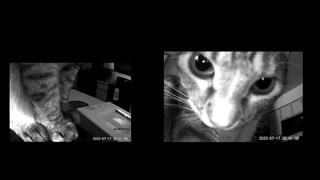 Viral Video: ఇదెందయా ఇది.. ఇట్టా కూడా జరిగిద్దా.. పిల్లి దెబ్బకు గింగిరాలు తిరిగిన ఆవు..!