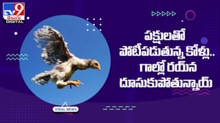 తాబేలుపై ఎలుక స్వారీ.. చిన్ని ప్రాణుల స్నేహానికి నెటిజన్లు ఫిదా