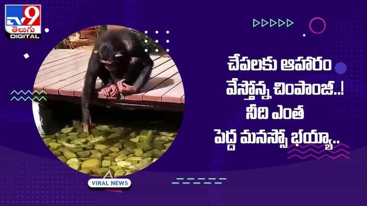 చేపలకు ఆహారం వేస్తోన్న చింపాంజీ !! నీది ఎంత పెద్ద మనస్సో భయ్యా చేపలకు ఆహారం వేస్తోన్న చింపాంజీ !! నీది ఎంత పెద్ద మనస్సో భయ్యా