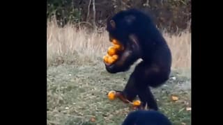 Alcohol: ఆల్కహాల్‌ అలవాటు.. ఆడాళ్లకు ఒకలా, మగాళ్లకు మరోలా మద్యం ప్రభావం.. షాకింగ్ డీటేల్స్