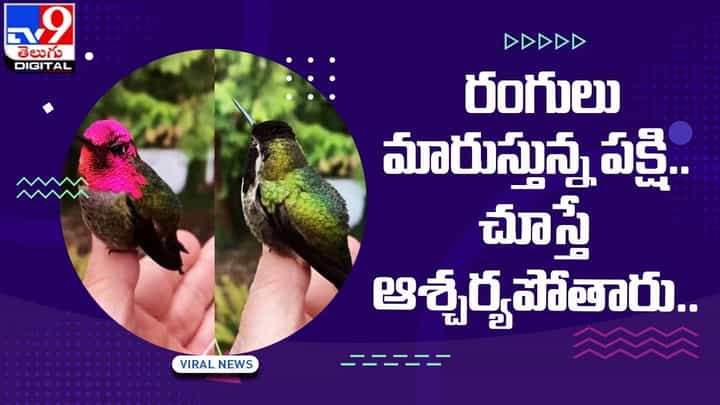 Viral: రంగులు మార్చడంలో ఊసరవెల్లిని మించిపోయింది ఈ పక్షి !!