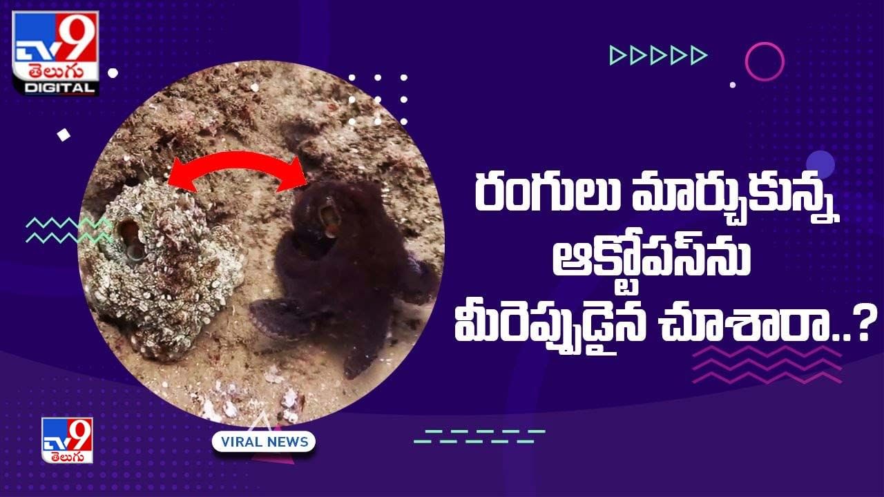 రంగులు మార్చుకున్న ఆక్టోపస్‌ను మీరెప్పుడైన చూశారా ??