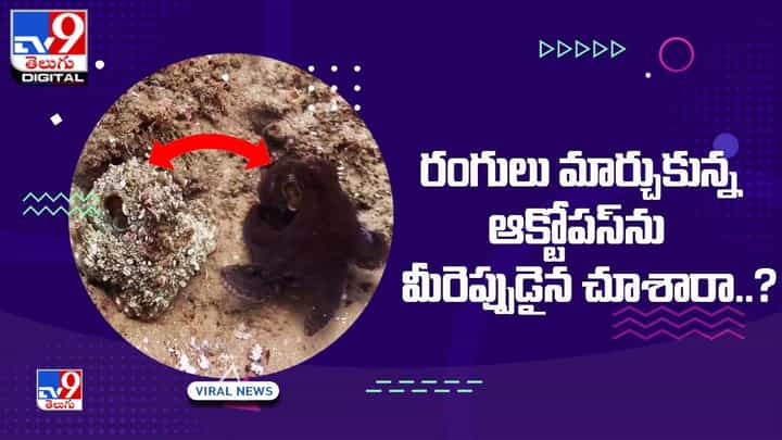 రంగులు మార్చుకున్న ఆక్టోపస్ను మీరెప్పుడైన చూశారా ?? రంగులు మార్చుకున్న ఆక్టోపస్ను మీరెప్పుడైన చూశారా ??