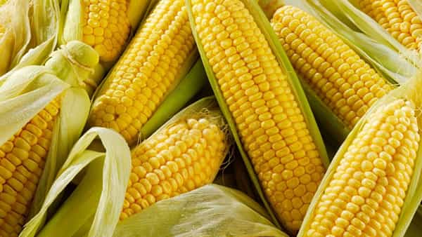 Health: రుచిలోనే కాదు ఆరోగ్యంలోనూ అమోఘమే.. మొక్కజొన్న పొత్తులతో లాభాలెన్నో