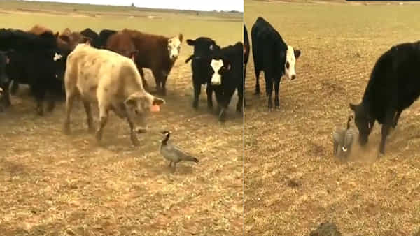 Viral Video: ఆవుల మందను ఢీకొడుతున్న పక్షి.. వీడియో చూశారంటే బెదురుకుంటారు మరీ