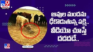 నదిలో కొట్టుకు పోతున్న యువకుడు.. ప్రాణాలకు తెగించి కాపాడిన పోలీసులు.