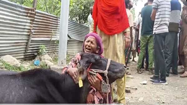 Video Viral: విద్యుత్ షాక్ తో ఆవు మృతి.. కన్నీరు మున్నీరుగా విలపించిన యజమానురాలు.. వీడియో వైరల్