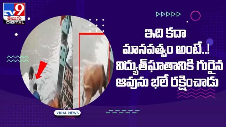 ఇది కదా మానవత్వం అంటే..! విద్యుత్ఘాతానికి గురైన ఆవును భలే రక్షించాడు ఇది కదా మానవత్వం అంటే..! విద్యుత్ఘాతానికి గురైన ఆవును భలే రక్షించాడు