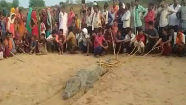 స్నానానికి వెళ్లిన బాలుడిని మింగేసిన మొసలి.. పొట్టలో బాలుడి కోసం గ్రామస్తులు ఏం చేశారంటే.. షాకింగ్ వీడియో!!