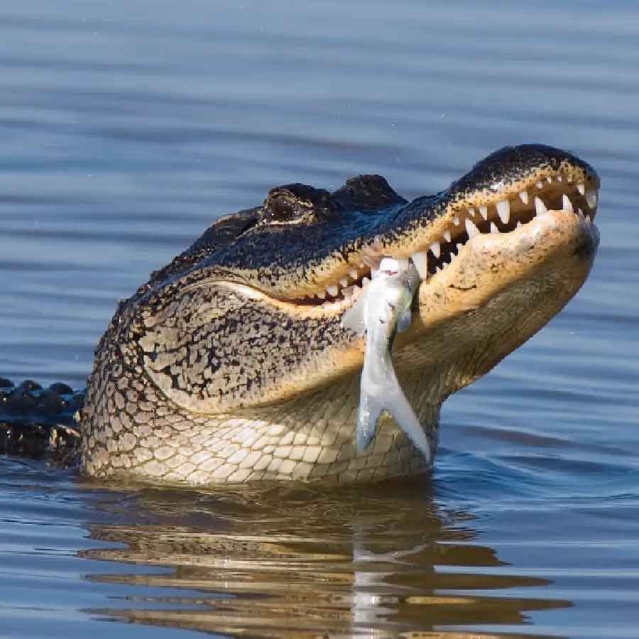 Crocodile Facts: మనుషులనైనా, ఇతర జీవిని వేటాడినా మొసలి తన ఆహారాన్ని నమలకుండా నేరుగా మింగేస్తుంది. చాలా సందర్భాల్లో ఈ సీన్స్ చూసే ఉంటాం. మరి మొసలికి దంతాలు ఉన్నప్పటికీ.. అవి ఎందుకు నమలవు? అని ఎప్పుడైనా ఆలోచించారా? అది కేవలం తన ఆహారాన్ని దవడల మధ్య వత్తి.. ఆపై మింగేస్తుంటుంది. ఇతర జీవుల మాదిరిగా నమలి తినదు. దీని వెనుకల గల కారణం ఏంటో.. శాస్త్రవేత్తలు ఏం చెబుతున్నారో ఇప్పుడు తెలుసుకుందాం..