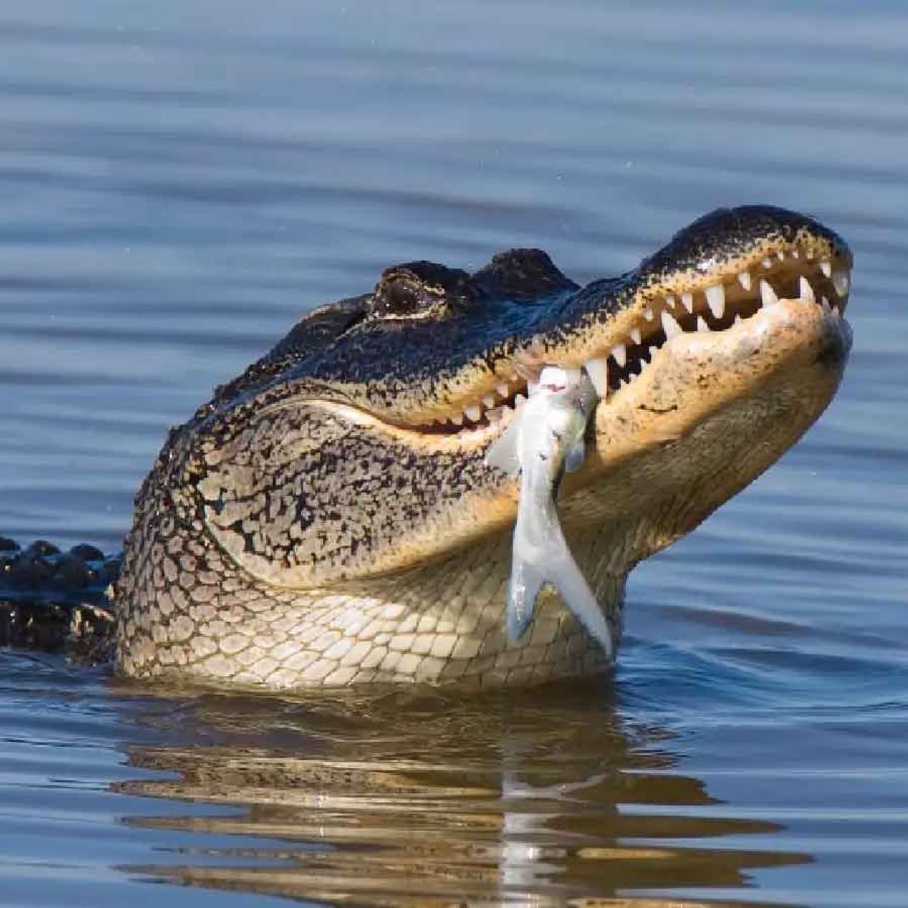 Crocodile Facts: మనుషులనైనా, ఇతర జీవిని వేటాడినా మొసలి తన ఆహారాన్ని నమలకుండా నేరుగా మింగేస్తుంది. చాలా సందర్భాల్లో ఈ సీన్స్ చూసే ఉంటాం. మరి మొసలికి దంతాలు ఉన్నప్పటికీ.. అవి ఎందుకు నమలవు? అని ఎప్పుడైనా ఆలోచించారా? అది కేవలం తన ఆహారాన్ని దవడల మధ్య వత్తి.. ఆపై మింగేస్తుంటుంది. ఇతర జీవుల మాదిరిగా నమలి తినదు. దీని వెనుకల గల కారణం ఏంటో.. శాస్త్రవేత్తలు ఏం చెబుతున్నారో ఇప్పుడు తెలుసుకుందాం..