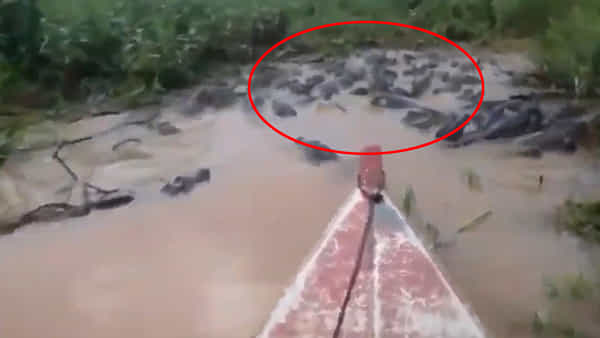 Viral Video: ఆ సరస్సులో కుప్పలు తెప్పలుగా మొసళ్లు.. పడవతో వ్యక్తి బోటింగ్.. వీడియో చూస్తే గుండె గుభేల్.!