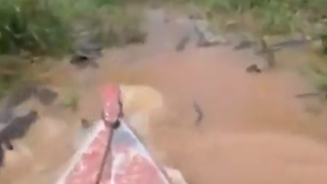 Viral Video: చుట్టూ వందల మొసళ్లు.. పడవలో ఏ మాత్రం భయపడకుండా.. వణుకుపుట్టించే సీన్స్