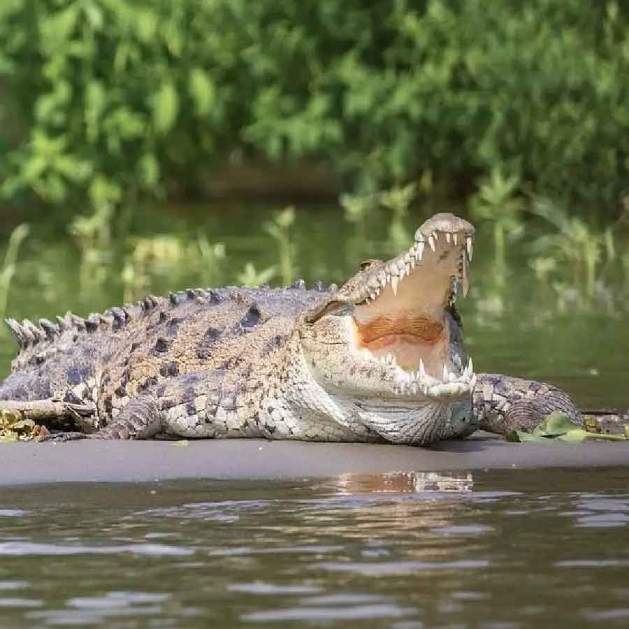 శాస్త్రవేత్తల ప్రకారం.. మొసలి దవడలు చాలా బలంగా ఉంటాయి. మొసలి వేటాడిన సమయంలో దాని దవడకు చిక్కితే ఇక పని అయిపోయినట్లే. దాని నుంచి తప్పించుకోవడం అంత సులభం కాదు. నోటికి చిక్కిన జీవిని సునాయాసంగా నీటిలోకి లాక్కెళుతుంది. 