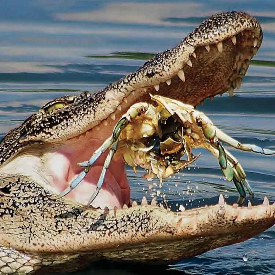 మొసలి నోటిలోని దంతాల నిర్మాణం.. ఎరను పట్టుకునేలా మాత్రమే ఉంటుంది కానీ, నమలడానికి సాధ్యం అవదు. మొసళ్లకు పక్క దంతాలు ఉంటాయి. వీటి కారణంగా మొసళ్లు నమలలేవు. అలాగని నేరుగా మింగనూ లేవు. వేటాడిన జీవిని దవడతో విచ్చిన్నం చేస్తుంది. అనంతరం నేరుగా మింగేస్తుంది. ఇంకా కీలకమైన విషయం ఏంటంటే.. మొసలికి నాలుగు జీర్ణాశయాలు ఉంటాయి. 