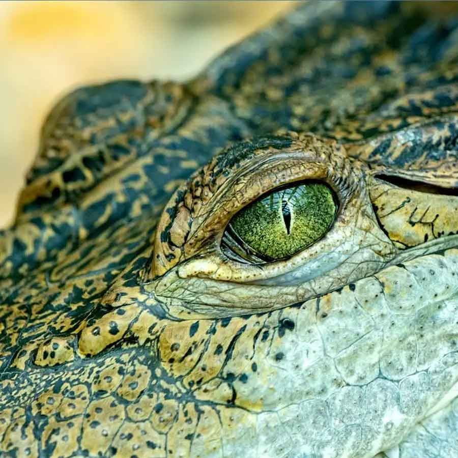 ఇతర జీవులతో పోలిస్తే, మొసలి కడుపులో ఎక్కువ గ్యాస్ట్రిక్ యాసిడ్ విడుదలవుతుంది. ఇది ఆహారాన్ని జీర్ణం చేయడానికి పనిచేస్తుంది. మొసళ్లు చిన్న చిన్న గులకరాళ్లను కూడా తింటాయని మియామీ సైన్స్ మ్యూజియం నిపుణులు చెబుతున్నారు. అవి కడుపులోకి వెళ్లిన ఆహారాన్ని రుబ్బుతాయని చెబుతున్నారు. ఈ రాళ్ళు ముఖ్యంగా మొసళ్ళు తిన్న సముద్ర జీవులను జీర్ణం చేయడంలో సహాయపడతాయి.