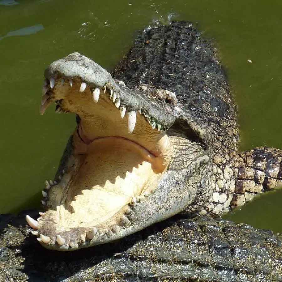 నిపుణుల ప్రకారం.. మొసలి ఏది తిన్నా.. ఆహారం దాని కడుపులో దాదాపు 10 రోజుల పాటు నెమ్మదిగా జీర్ణమవుతుంది. మొసలి పెద్ద జంతువును తిన్నప్పుడు.. అది కొంతకాలం వరకు వేటాడదు. శరీరంలో ఆహారాన్ని జీర్ణం చేసే ప్రక్రియ జరుగుతున్నందున అది ప్రశాంతంగా ఉంటుంది.