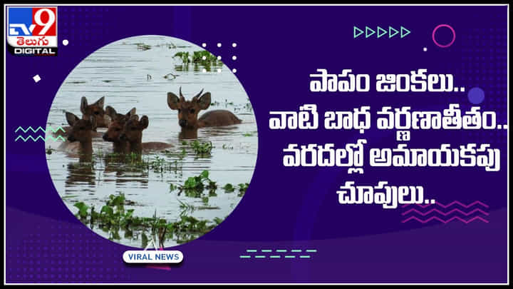 Deer in floods: పాపం జింకలు.. చెప్పుకోలేని బాధతో , వరదల్లో అమాయకపు చూపులు.. Deer in floods: పాపం జింకలు.. చెప్పుకోలేని బాధతో , వరదల్లో అమాయకపు చూపులు..