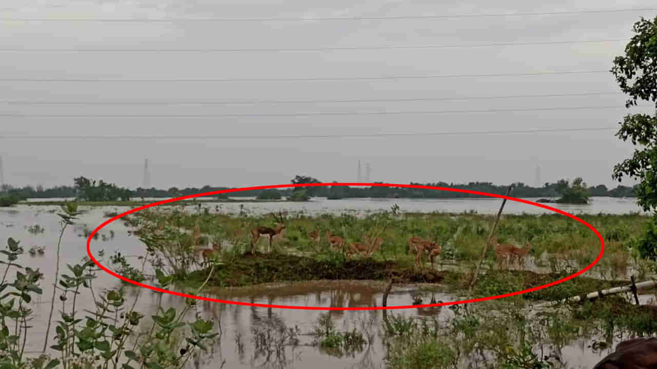 AP Floods: పాపం జింకలు.. వాటి బాధ వర్ణణాతీతం.. వరదల్లో అమాయకపు చూపులు..