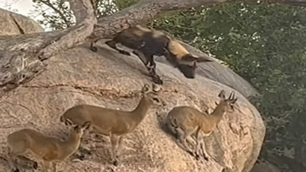 Viral Video: ముందు నుయ్యి వెనుక గొయ్యి అంటే ఇదే.. జింకల పరిస్థితి చూస్తే కంటతడి పెట్టాల్సిందే