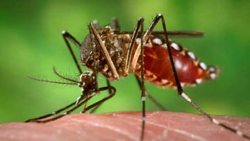 Dengue Fever: డెంగ్యూ ఫీవర్ నియంత్రణ కోసం 5 ఎఫెక్టివ్ హోం రెమెడీస్.. పూర్తి వివరాలివే..