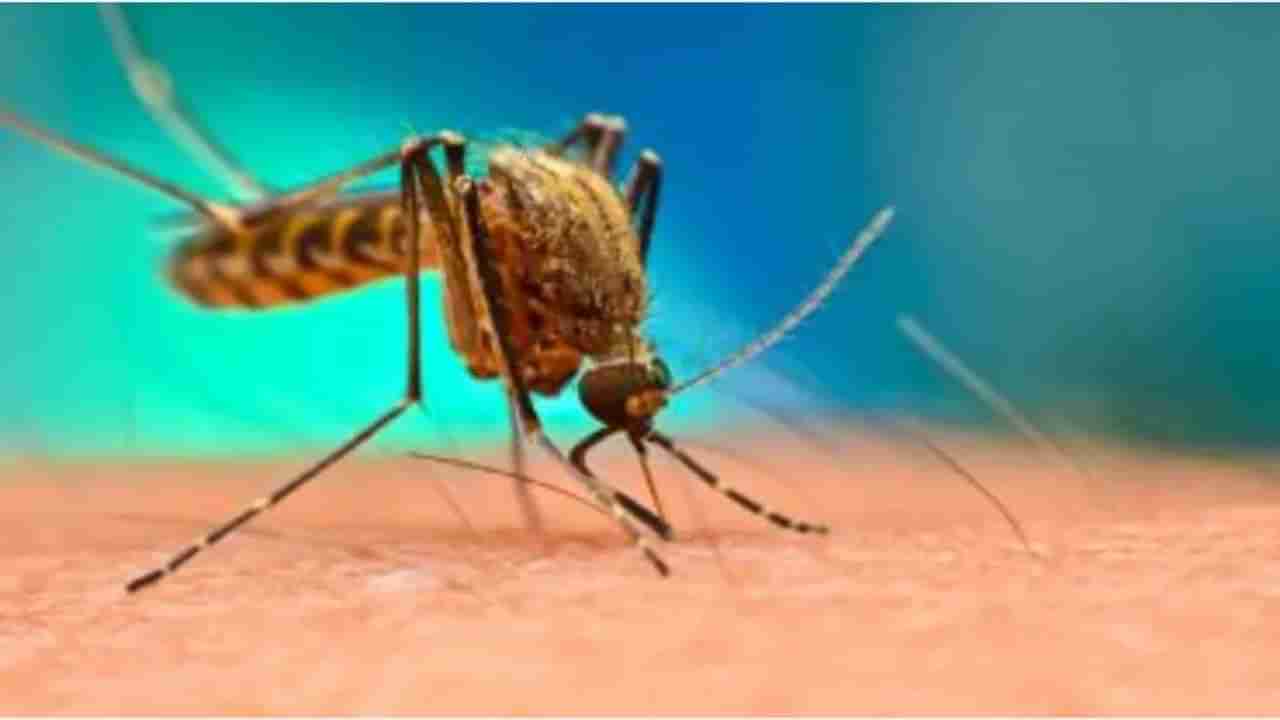 Dengue: వానాకాలంలోనే డెంగ్యూ ఎందుకు వ్యాపిస్తుంది? దీని లక్షణాలు, నివారణ మార్గాలు..