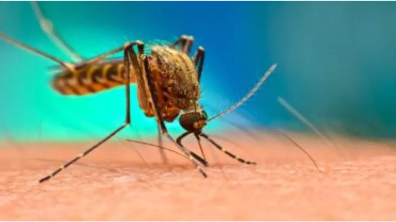 Dengue: వానాకాలంలోనే డెంగ్యూ ఎందుకు వ్యాపిస్తుంది? దీని లక్షణాలు, నివారణ మార్గాలు..