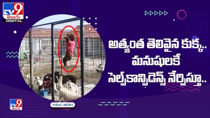 Viral: అత్యంత తెలివైన కుక్క.. మనుషులకే సెల్ప్కాన్ఫిడెన్స్ నేర్పిస్తూ.. Viral: అత్యంత తెలివైన కుక్క.. మనుషులకే సెల్ప్కాన్ఫిడెన్స్ నేర్పిస్తూ..