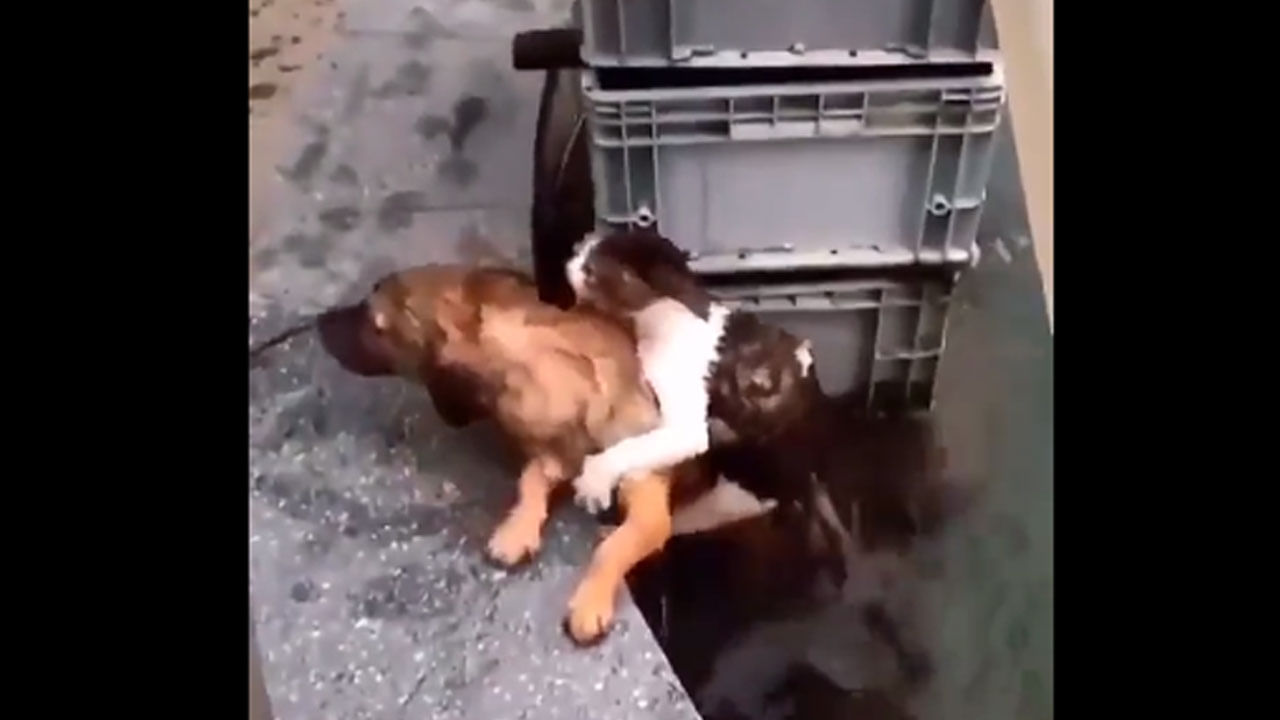 OMG! ఇది కదా నిజమైన స్నేహం.. ప్రాణాలకు తెగించి పిల్లిని కాపాడిన కుక్క.. వీడియోపై లుక్కేసుకోండి..