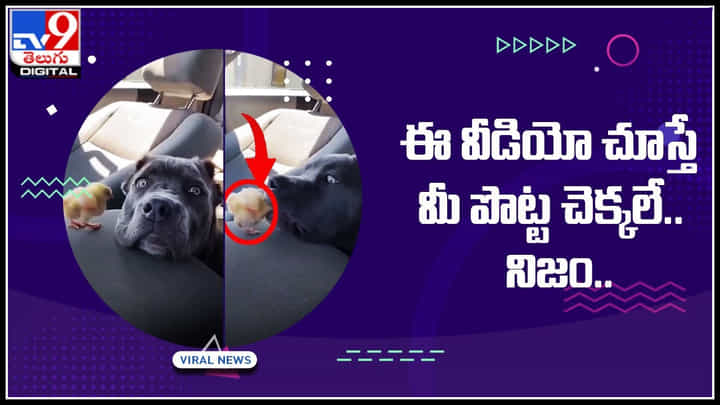 Dog-baby chicken: ఈ వీడియో చూస్తే మీ పొట్ట చెక్కలే.. నిజం..! అట్లుంటది మనతోని.. Dog-baby chicken: ఈ వీడియో చూస్తే మీ పొట్ట చెక్కలే.. నిజం..! అట్లుంటది మనతోని..
