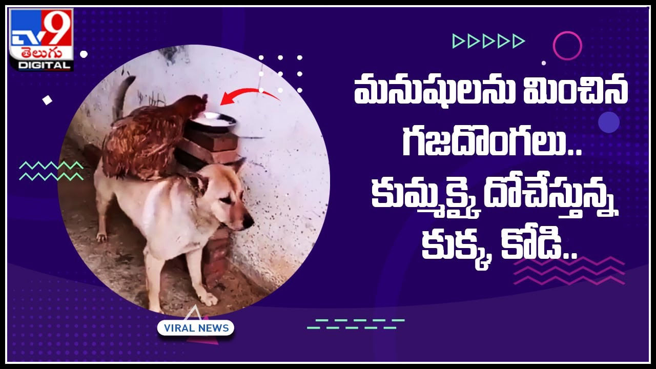 Dog-hen-Funny: మనుషులను మించిన గజదొంగలు.. కుమ్మక్కై దోచేస్తున్న కుక్క, కోడి..