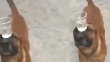 Viral Video: తలపై నీళ్ల గ్లాస్ తో కుక్క చేసే క్యాట్ వాక్ మీరెప్పుడైనా చూశారా