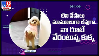 Viral: ఈ చిత్రంలో ఏనుగు దాగుంది.. 10 సెకన్లలో కనుగొంటే మీరు తోపులే.. ట్రై చేయండి..