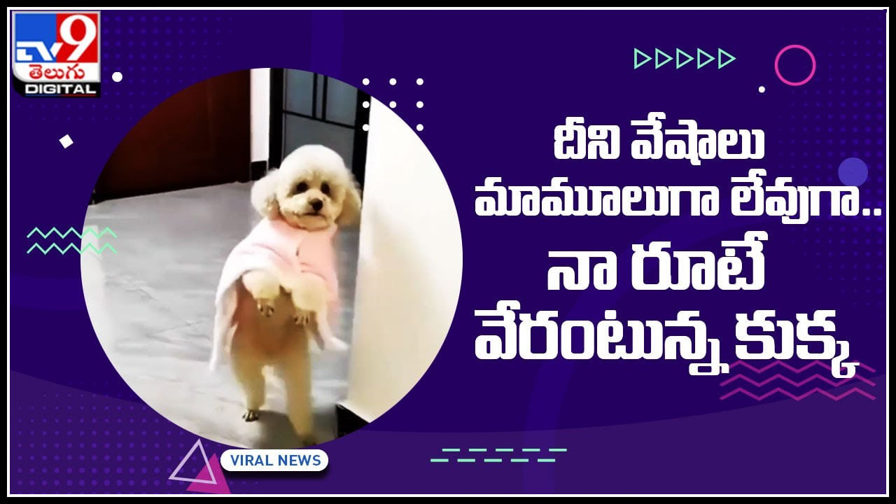 Dog dance: దీని వేషాలు మామూలుగా లేవుగా.. నా రూటే వేరంటున్న కుక్క.. ట్రెండ్ అవుతున్న వీడియో..