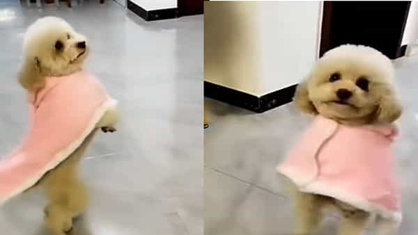 Viral Video: దీని వేషాలు మామూలుగా లేవుగా.. డ్యాన్స్ చేయడంలో నా స్టైలే వేరు అంటున్న కుక్క