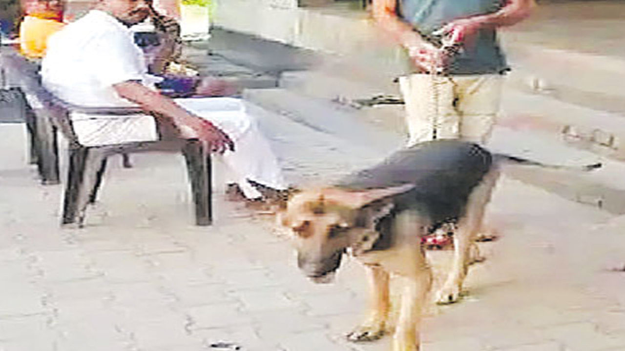 Dog: స్మగ్లింగ్ లో పుష్పను మించిపోయింది.. అరెస్టు చేసిన పోలీసులకు చుక్కలు చూపించింది.. కట్ చేస్తే