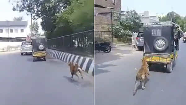 Dog Running: మెరుపువేగంతో ఆటోను వెంబడించిన కుక్క.. 5కిలోమీటర్ల దూరంలో పట్టేసింది.. ఎందుకో తెలిస్తే షాక్ అవుతారు..!