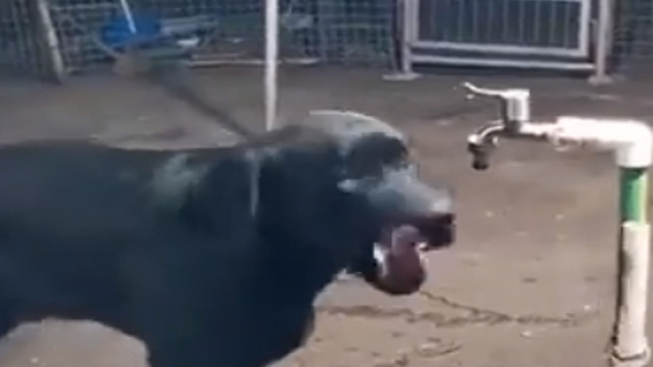 Viral Video: చేస్తేనే కాదు కొన్ని చూసినా అర్థమయిపోతాయి.. ఈ కుక్క ముందు జాగ్రత్తకు సెల్యూట్ అనాల్సిందే