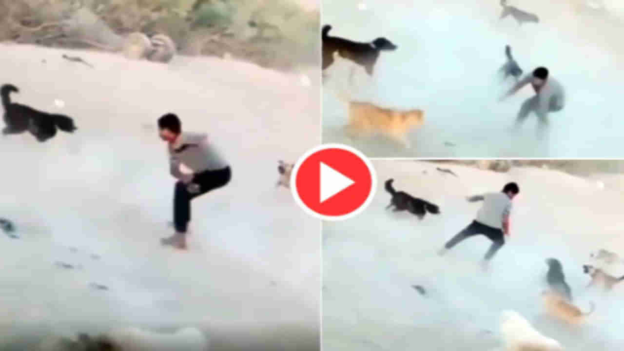 Viral Video: యువకుడిపై కుక్కల గుంపు దాడి.. కానీ, వాటితో కబడ్డీ ఆడేసుకున్నాడుగా.. వీడియో చూస్తే కళ్లు బైర్లే..