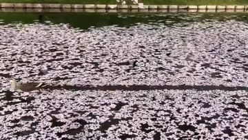 Viral Video: వామ్మో ఇది బాతుకాదురా బాబోయ్‌.. చెర్రీ పూల చెరువులో ఏం చేస్తుందో చూడండి.. వీడియో వైరల్‌